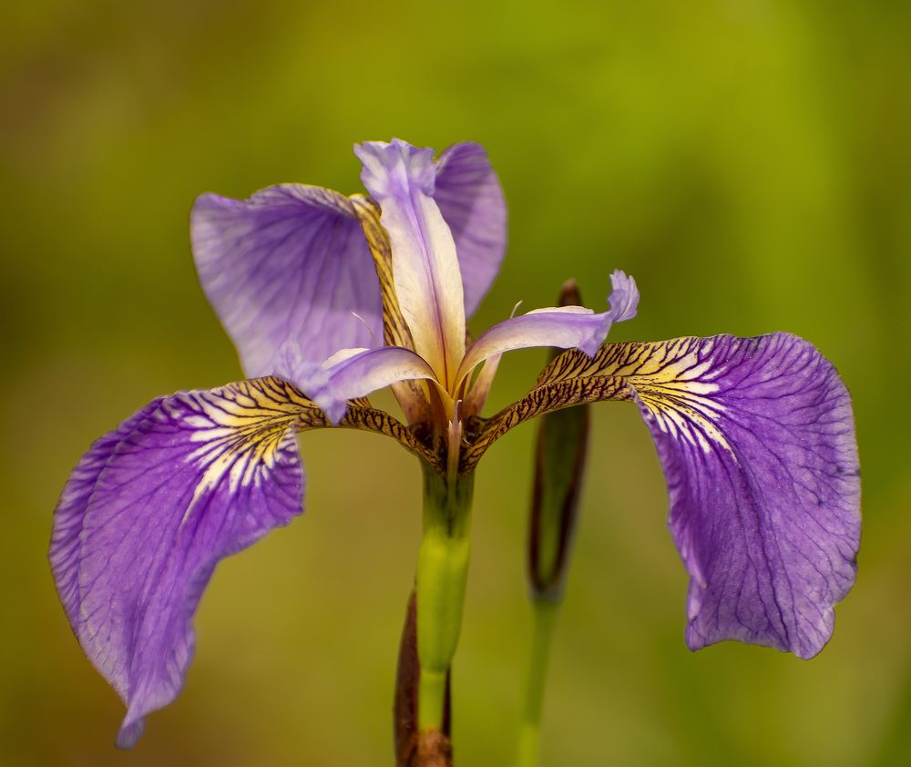 Цветы Амурской области Селемджинского района