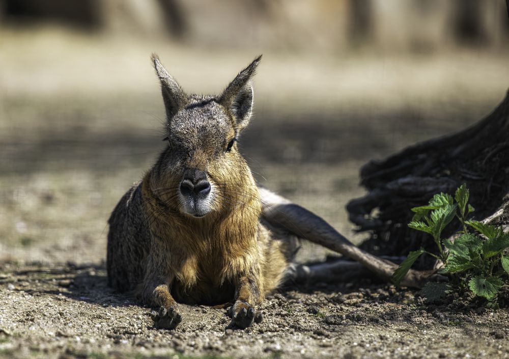 Patagonian mara