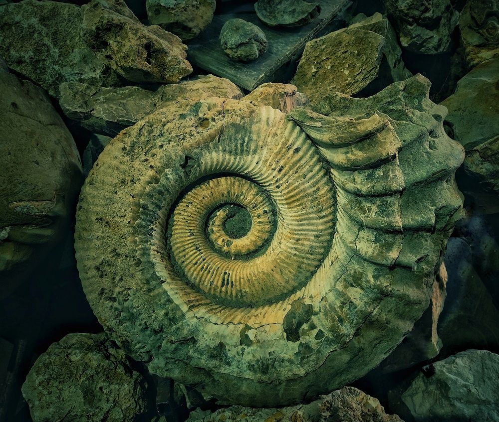 Photograph by Михаил Саидов