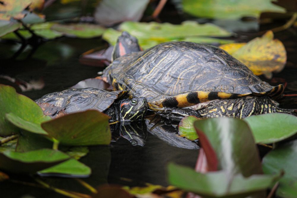 Photograph by Тамара Прибойченко