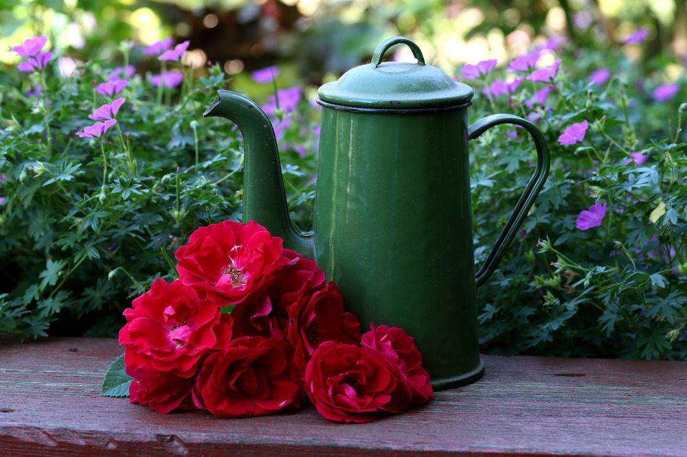 Фотография автора Елена Колосова