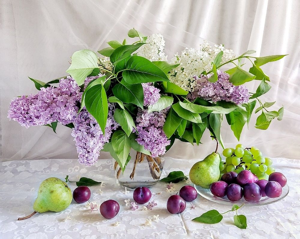 сирень цветёт