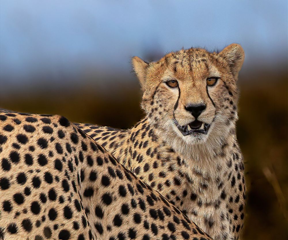 Фотография автора Rajharsha Narayanswamy