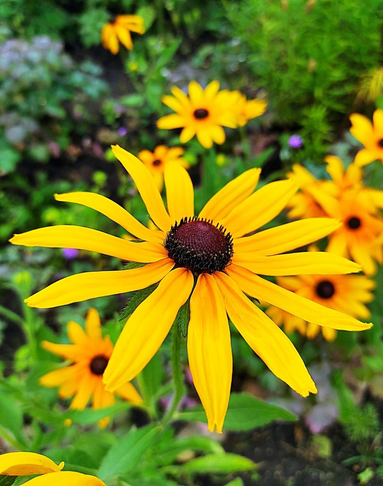 Красавчик Джо