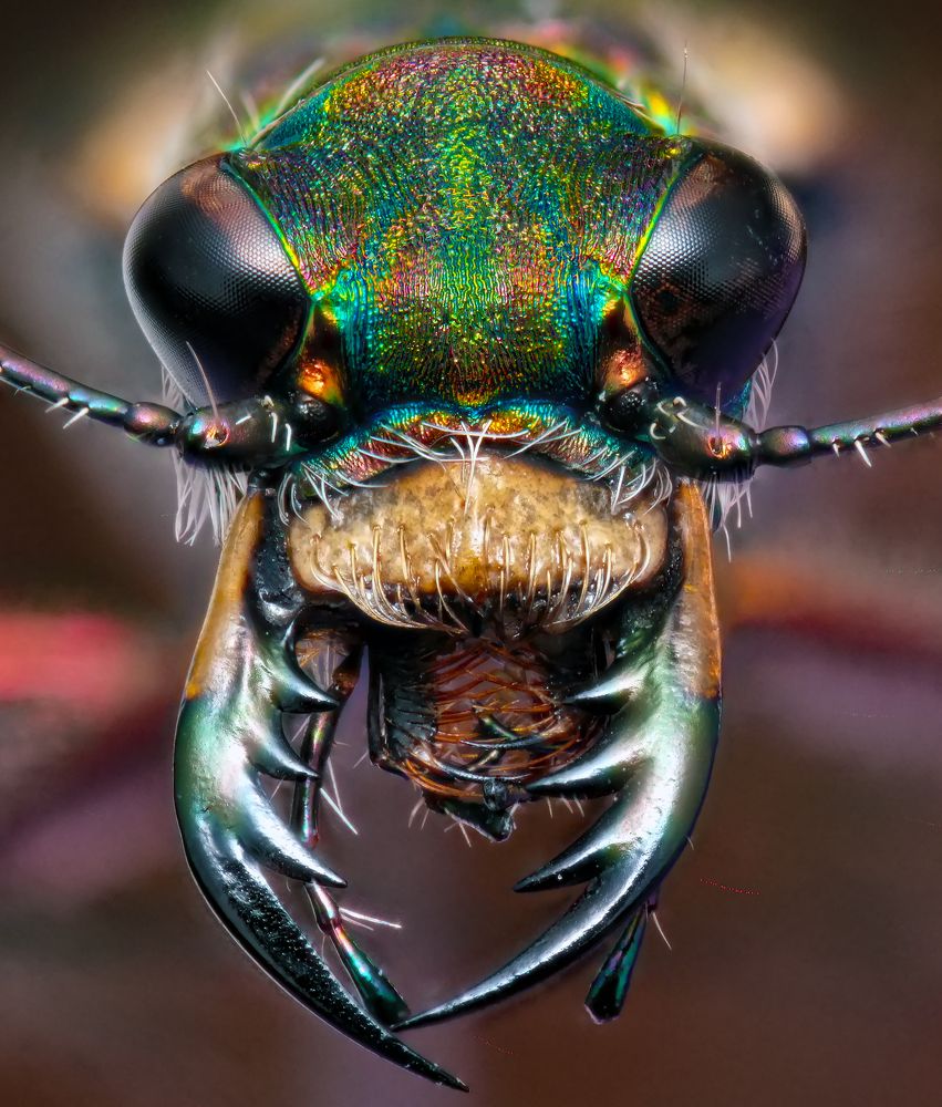 Photograph by Omid Mirshamsi