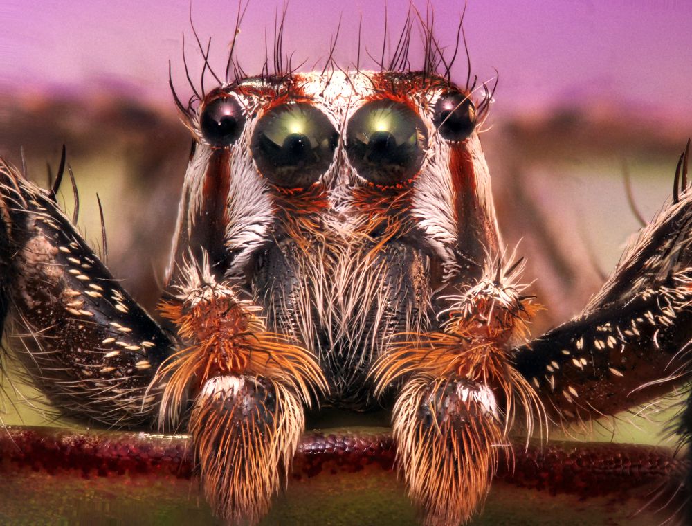 Photograph by Omid Mirshamsi