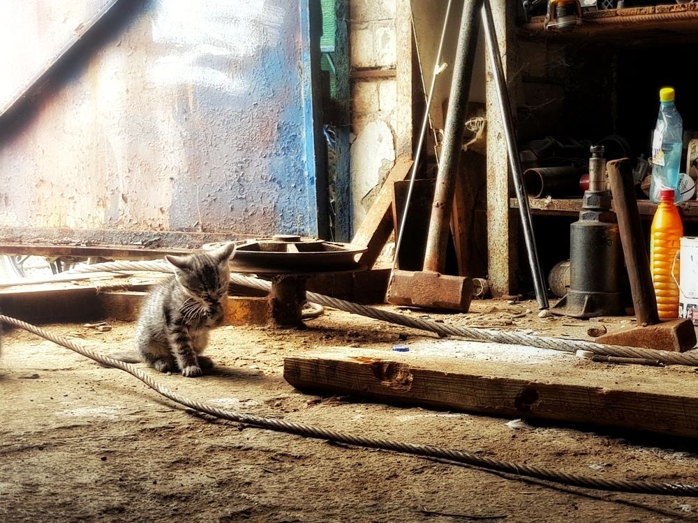 Photograph by Григорий Гуцол