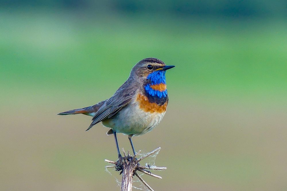 Photograph by Ян Адамсон