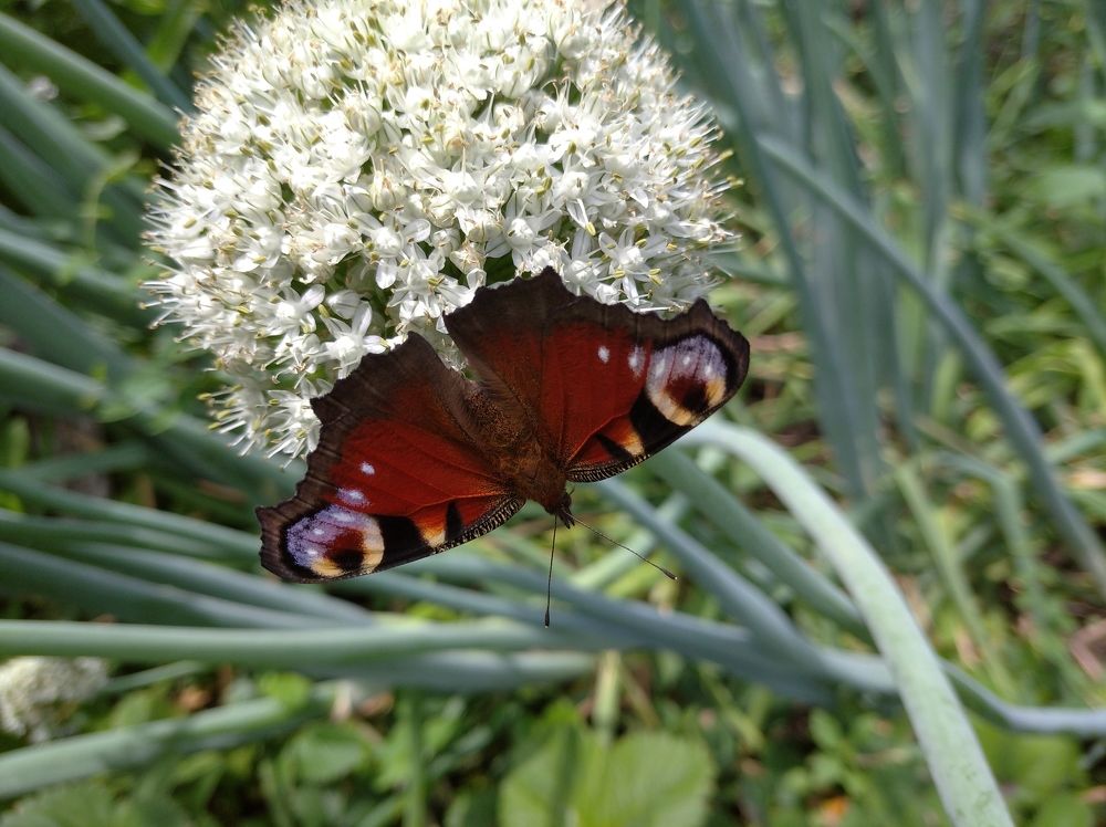 Photograph by Елена Коробченко