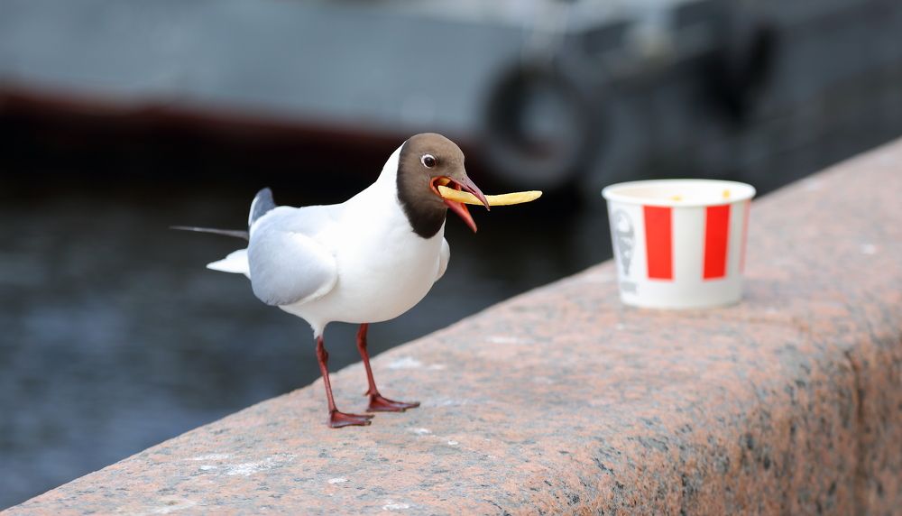 Photograph by Станислав Вершинин