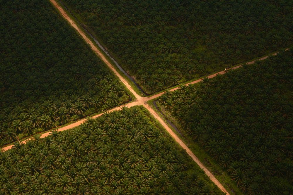 Indonesia Sustainable Palm Oil
