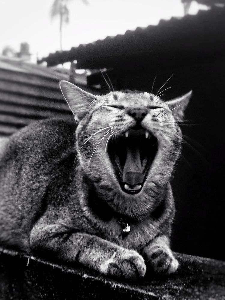 Photograph by Dikshita Das