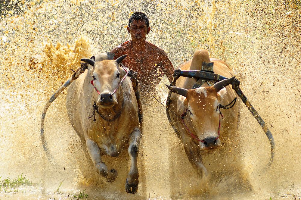 Cattle race