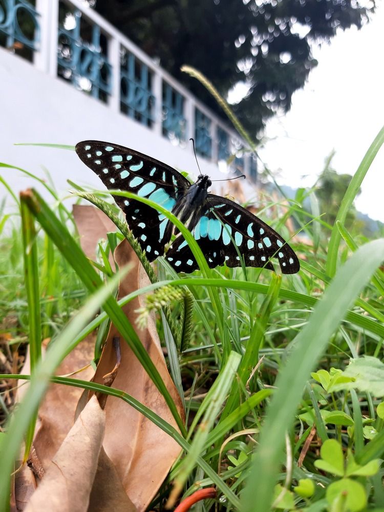 Фотография автора Karma Yangdon