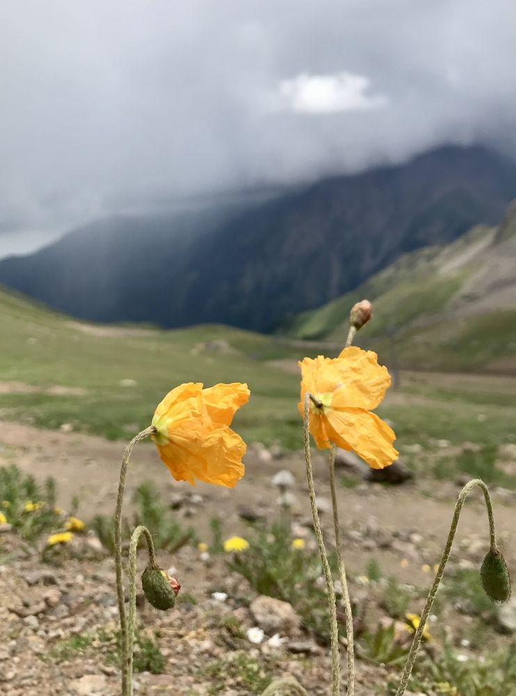 Горные цветы