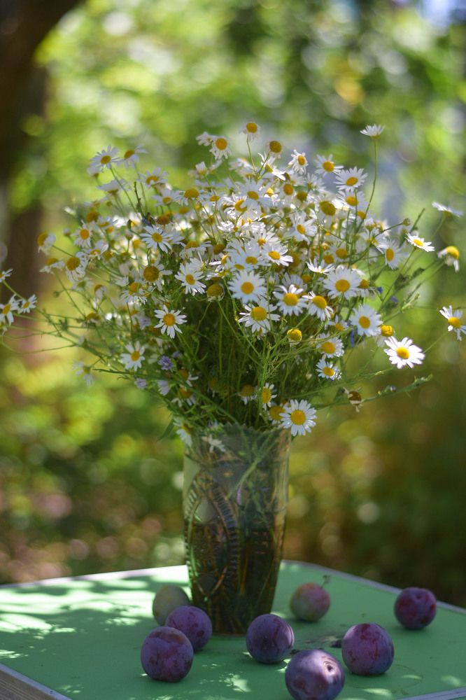 Летний ноктюрн