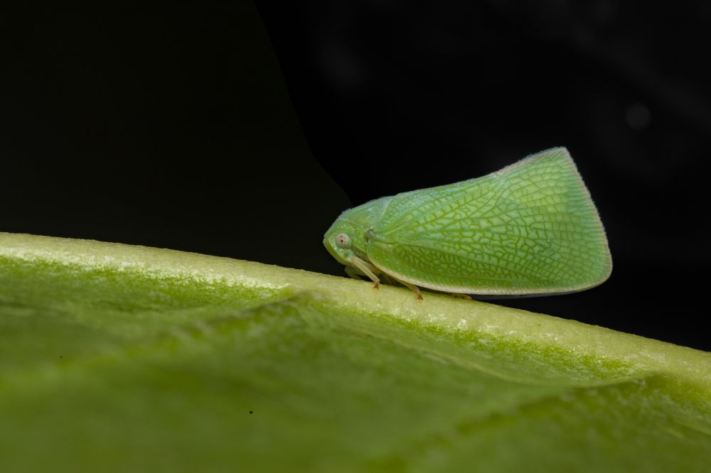 Photograph by Sameer Bhalekar