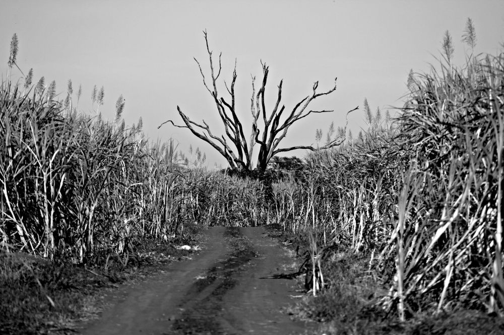 Photograph by Régis Santos