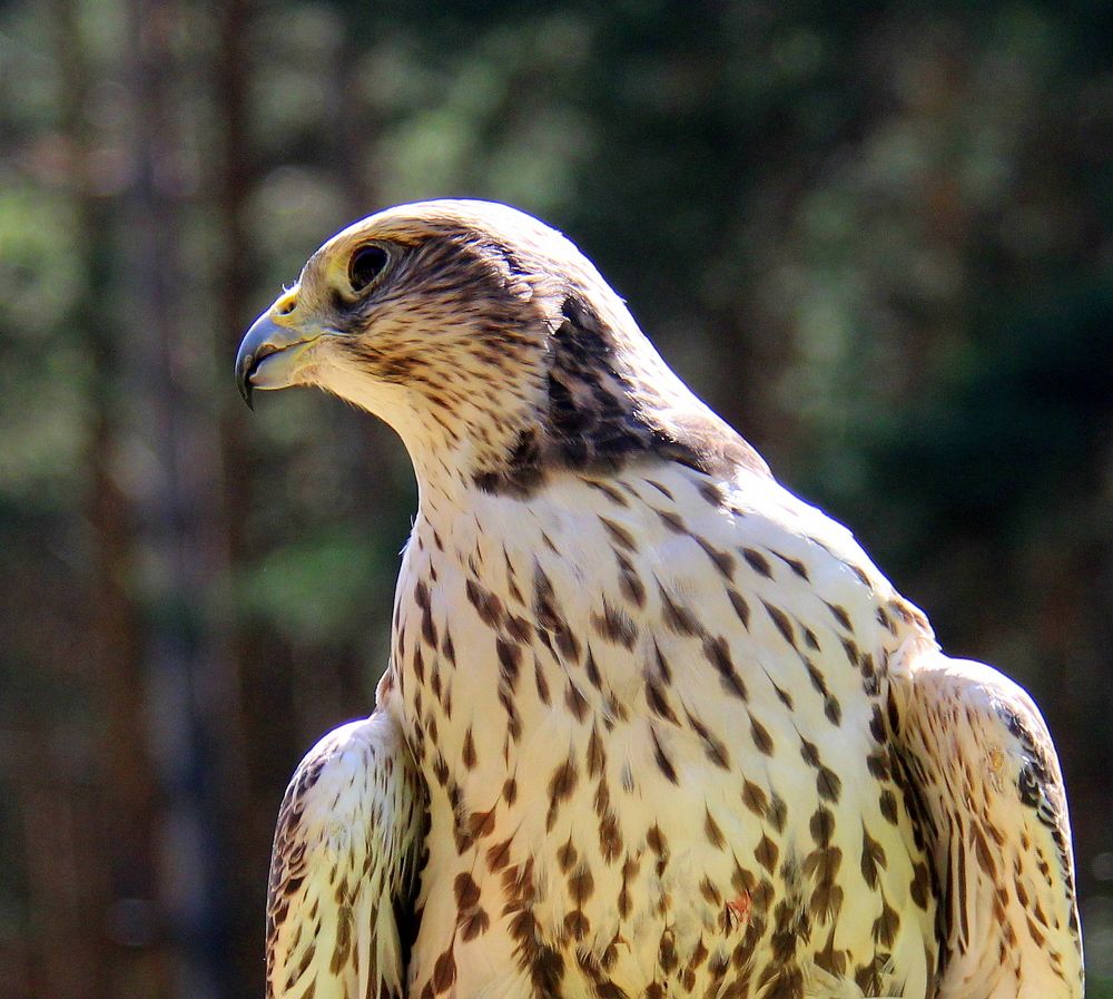 Photograph by Ирина Осипова