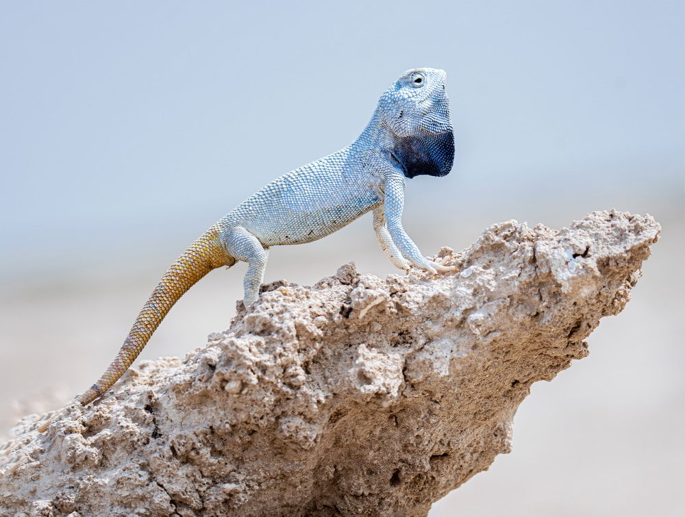 Фотография автора Sajeev Krishnan