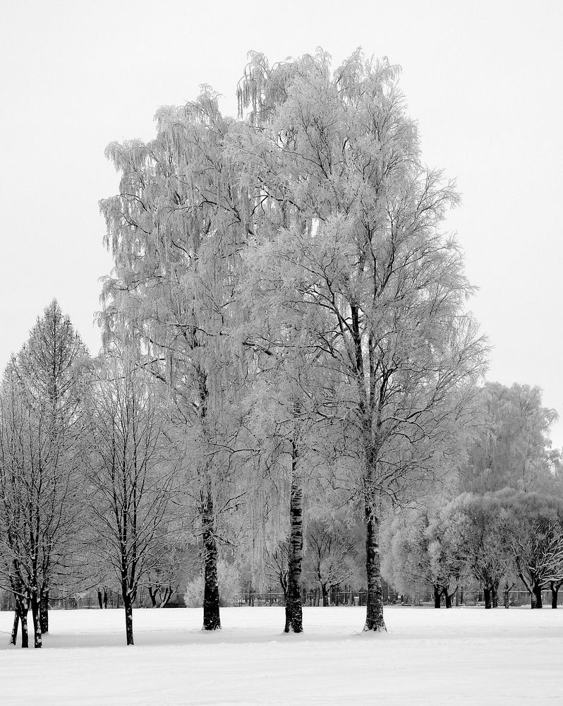 Чёрно-белая зима