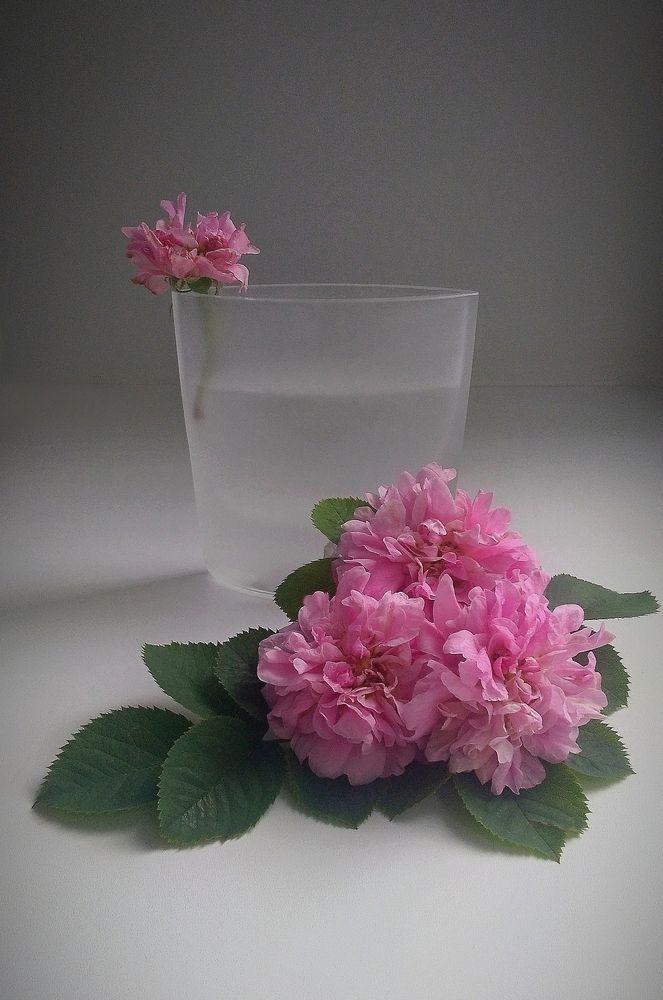 Photograph by Виолетта Рябова