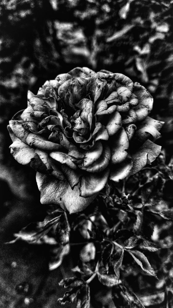 Dark rose.