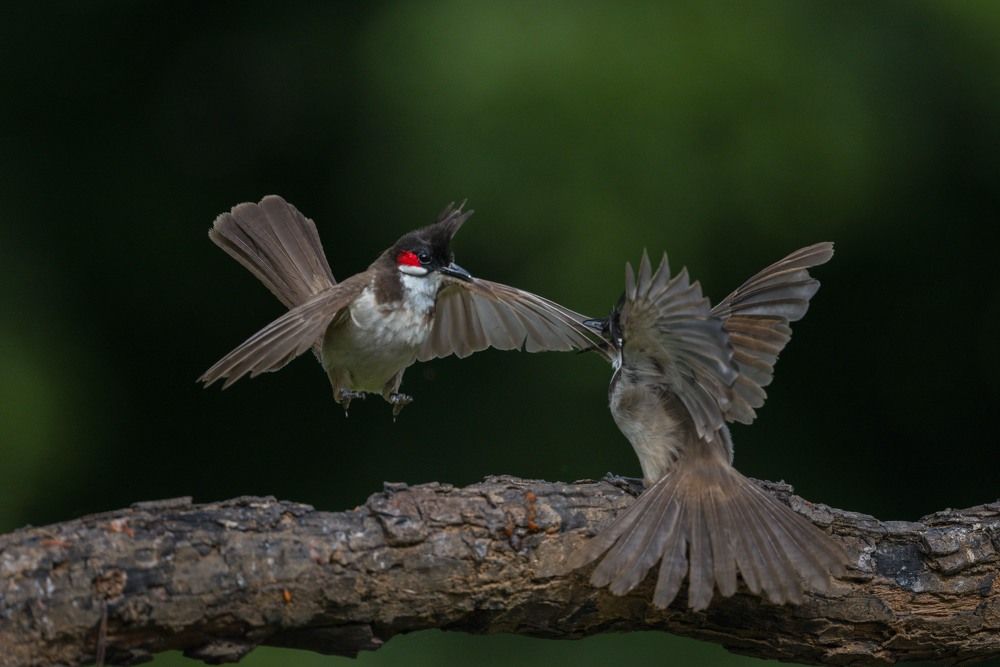 Playful Bulbul