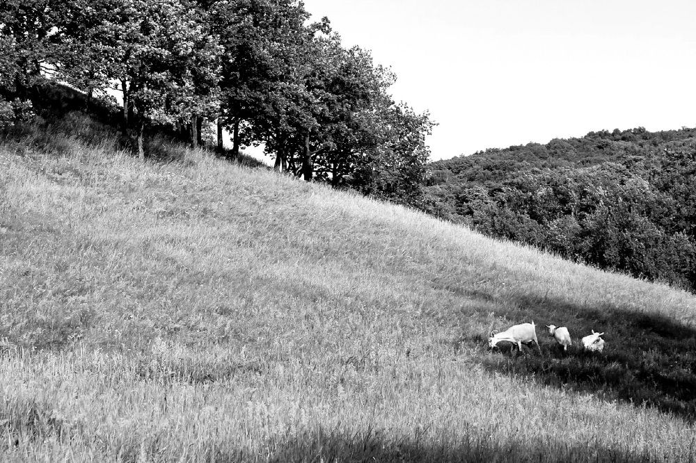 Photograph by Эльвира Куликова