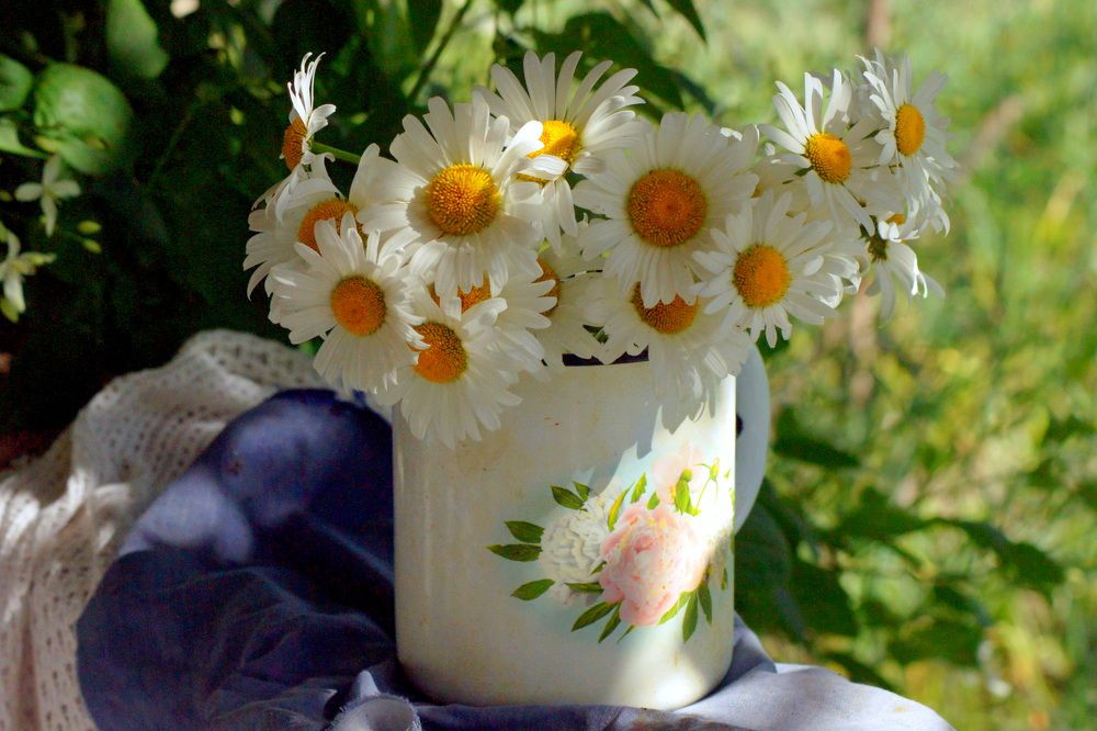 Дачные ромашки