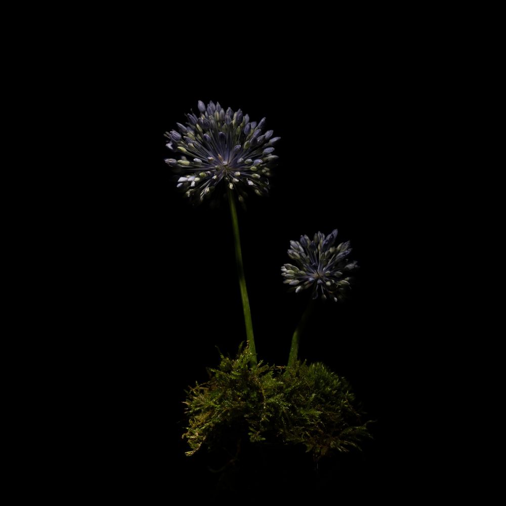 Фотография автора Elena Kulakova