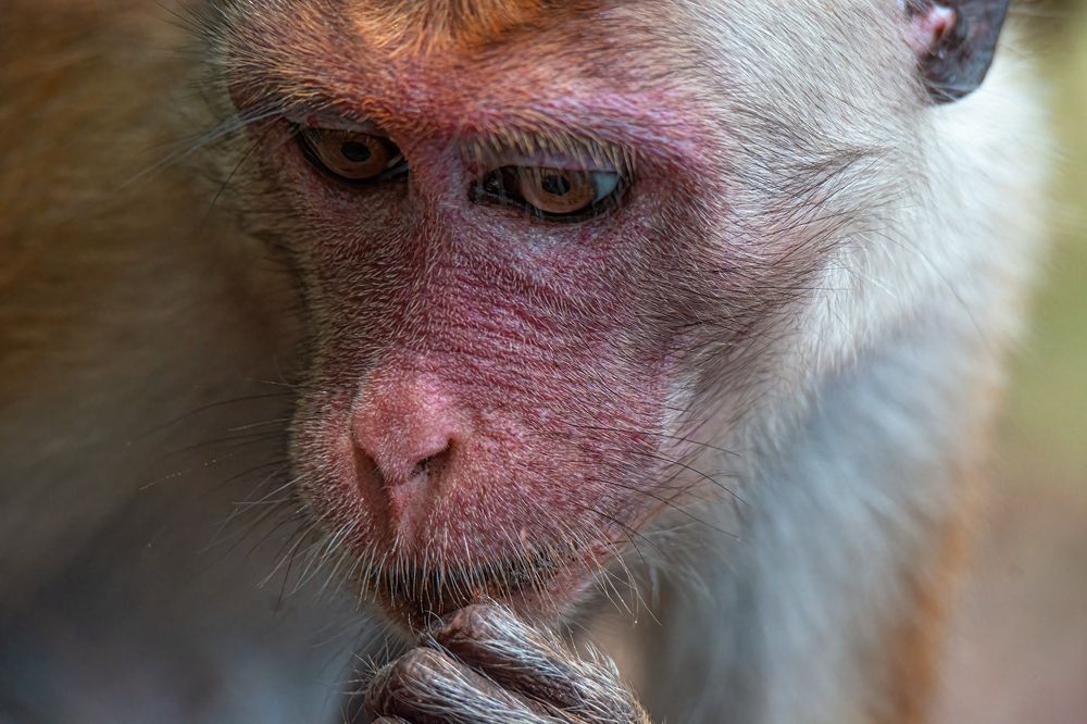 Photograph by Mohamed Raseem