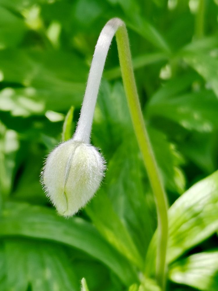 Рождение красоты