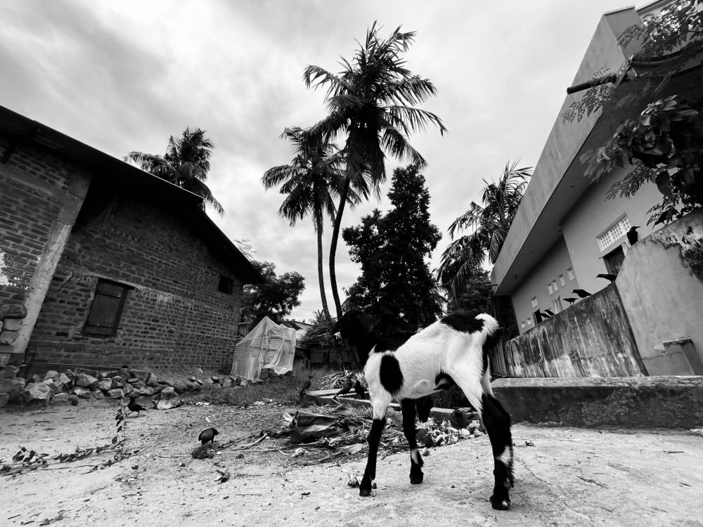 Photograph by Mim.Harosh