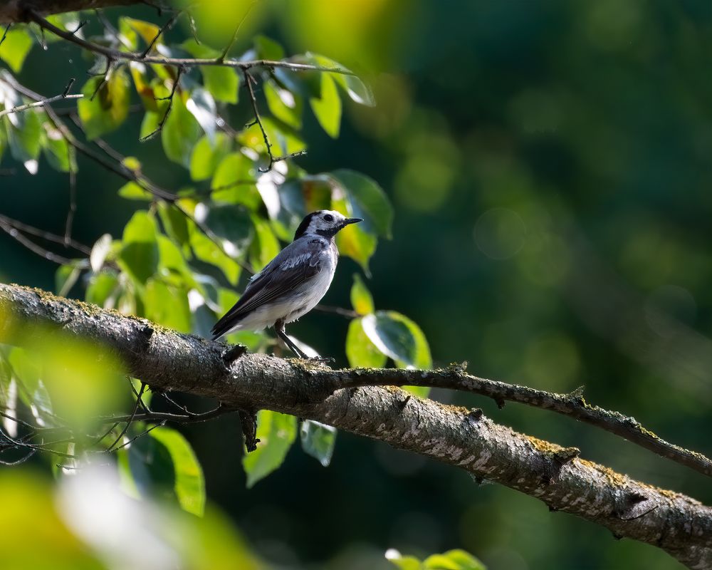 В зелени ветвей