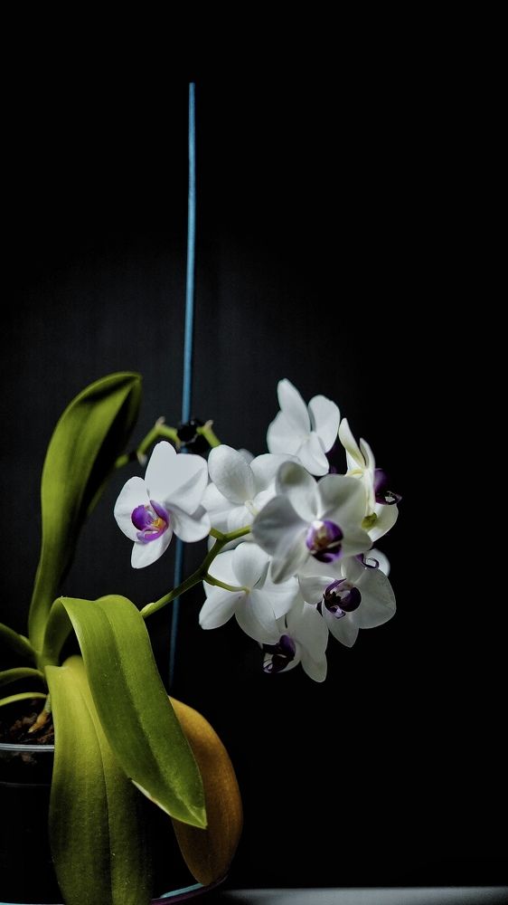 Photograph by Alexander Siemens