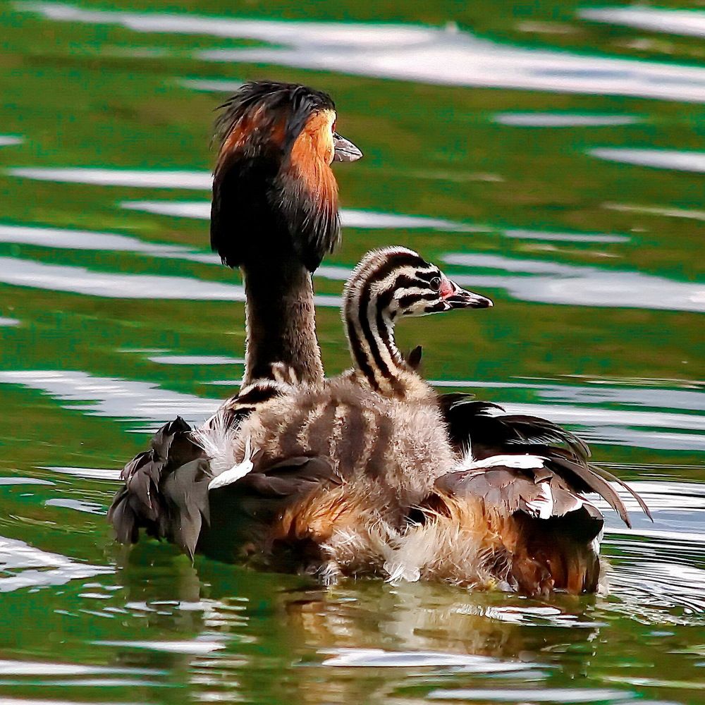 Photograph by Игорь Чеботарёв