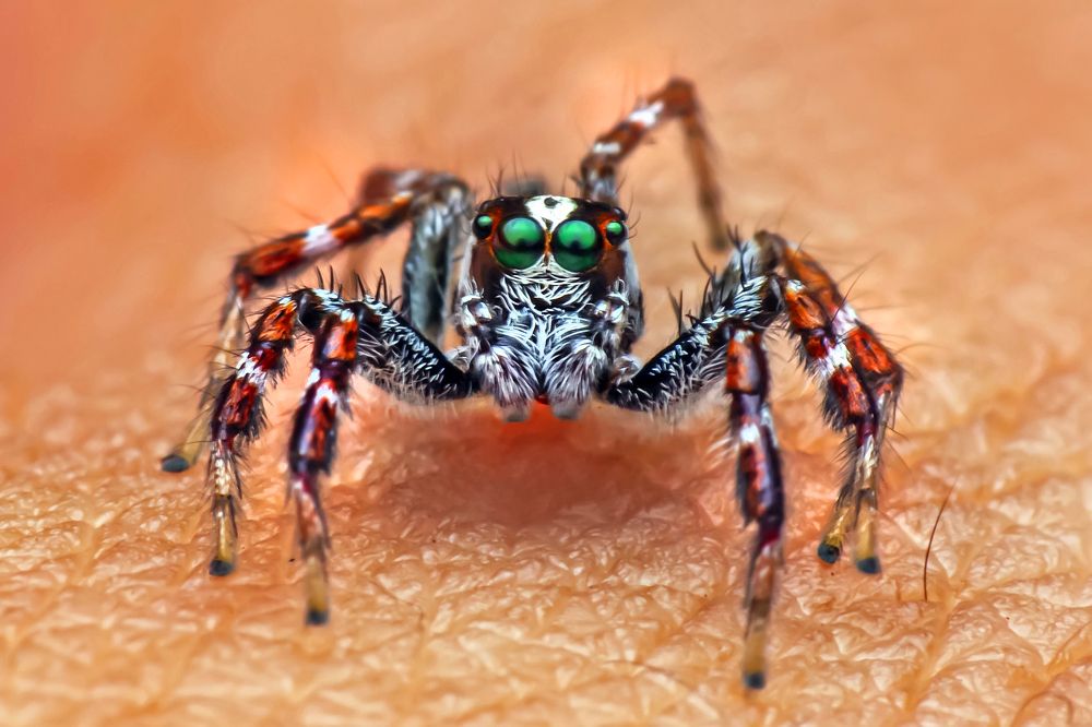 Фотография автора NeCoTi ChonTin