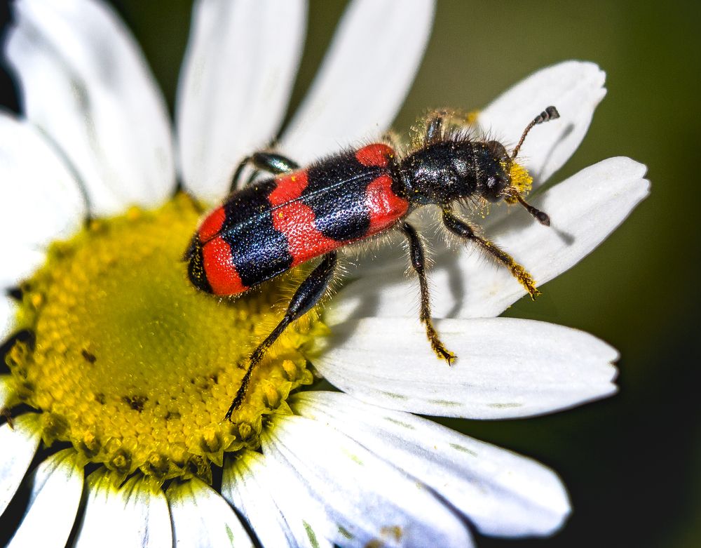 Пестряк пчелинный.