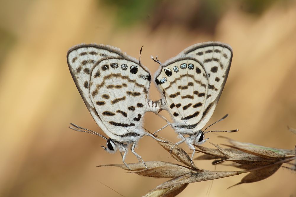 Photograph by Shamali Khalatkar