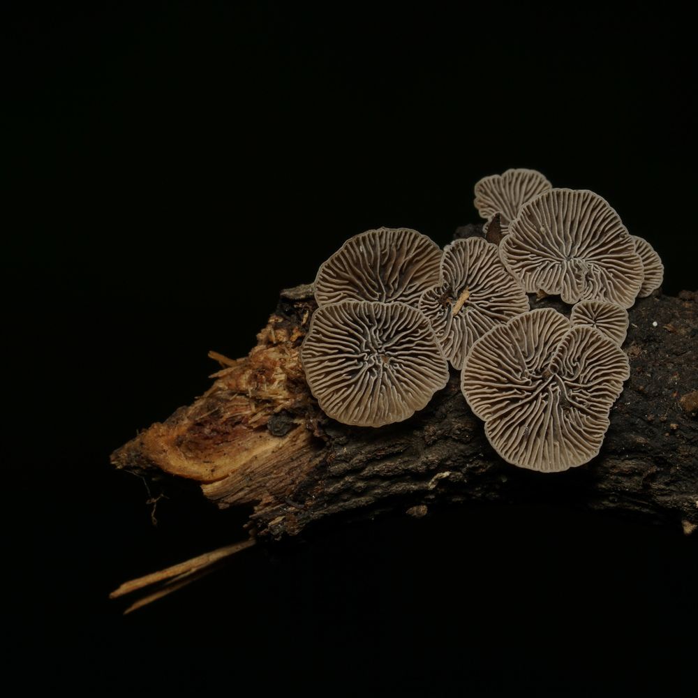 Photograph by Shamali Khalatkar