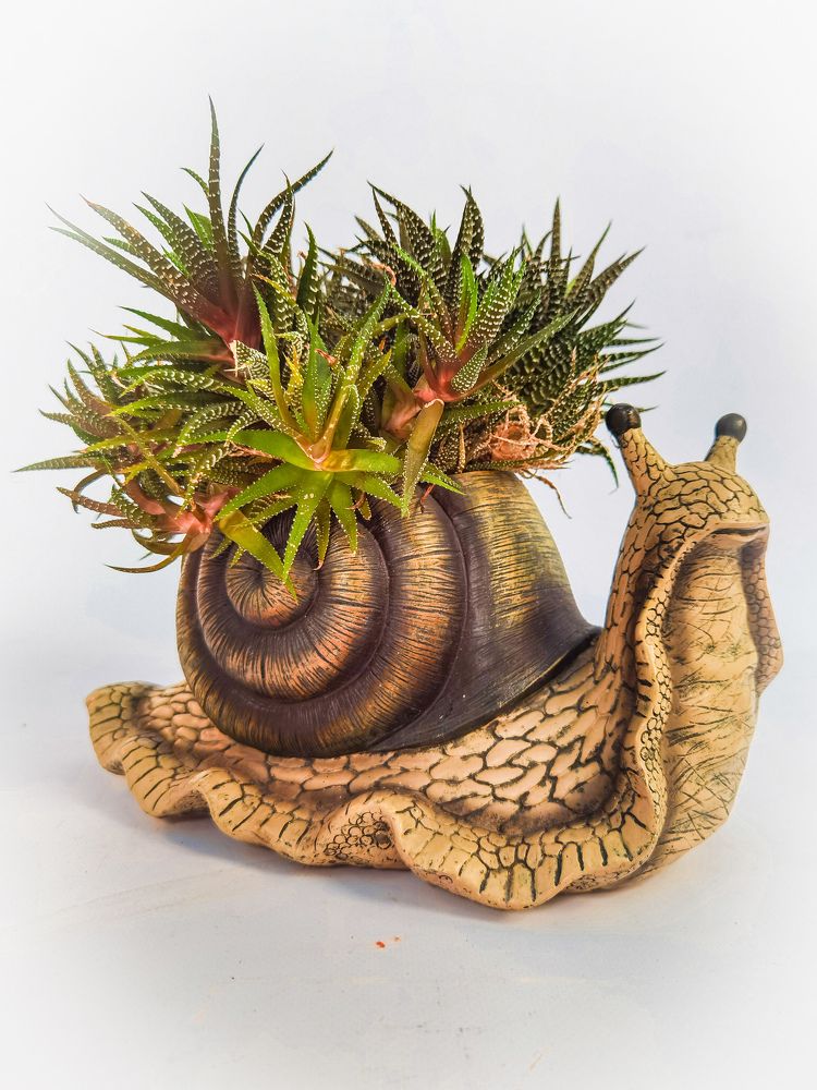 Гламурная улитка.