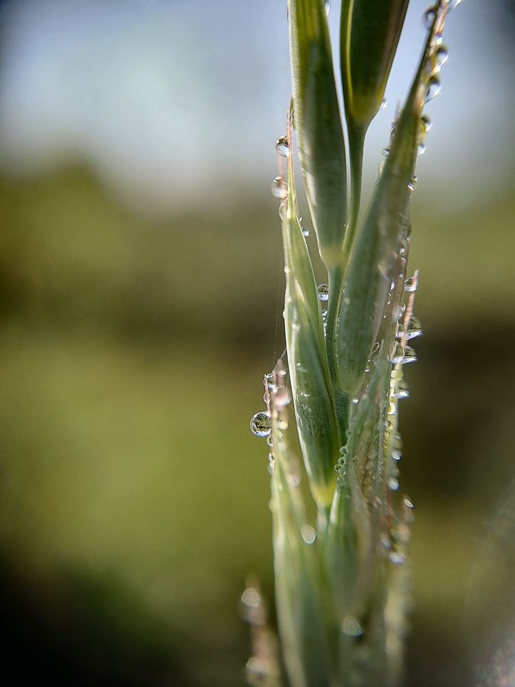 Photograph by Людмила Савчук