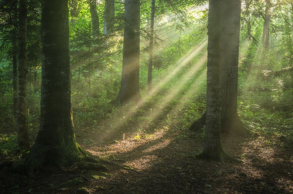 Photograph by Антон Литвин