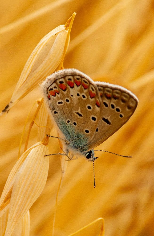 Фотография автора Алексей Тимофеев