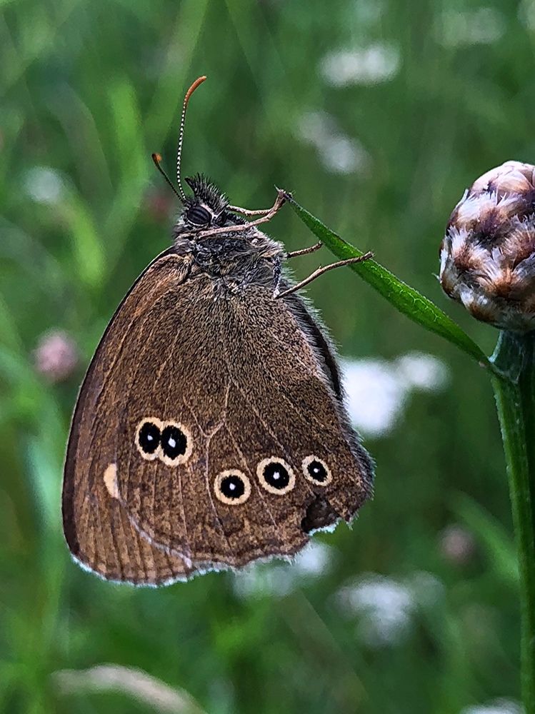 Photograph by Halina Mitsevich