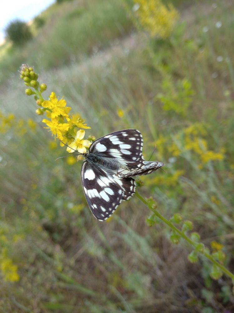 Photograph by Елена Коробченко