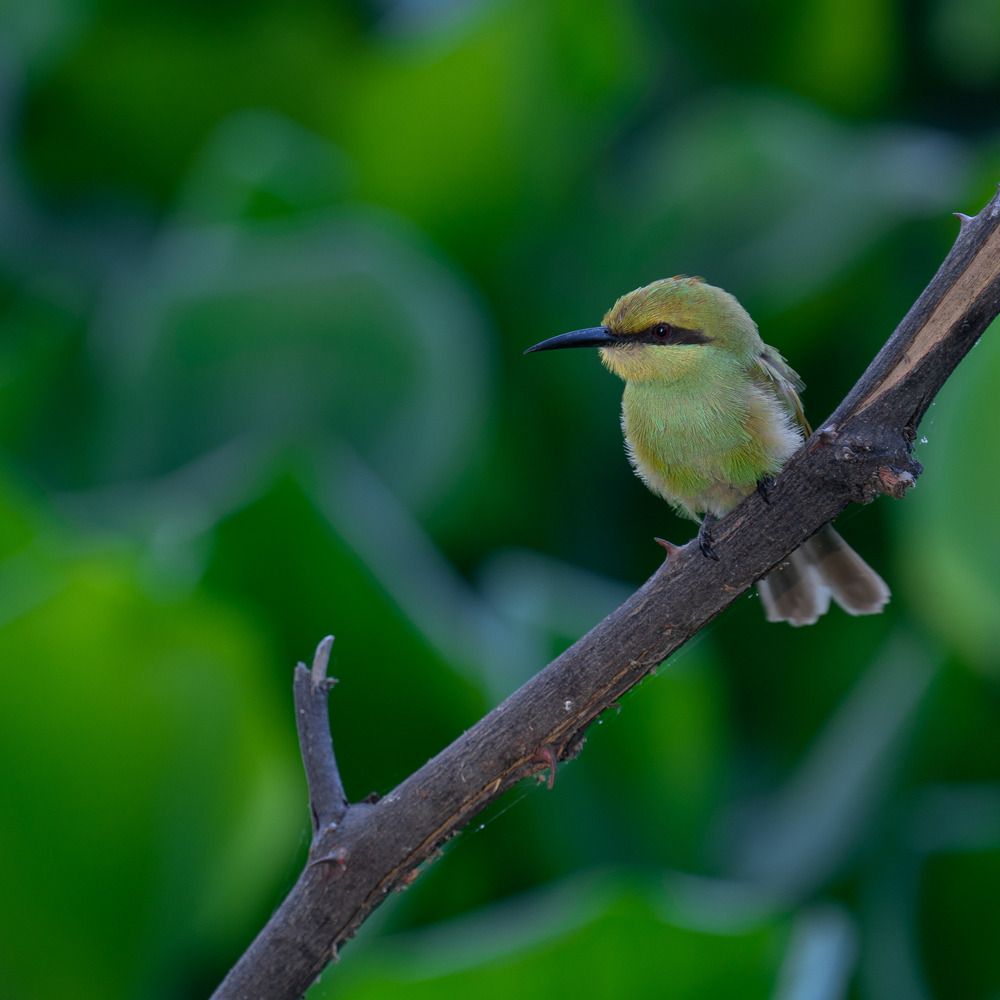 Photograph by Shaumit Seth