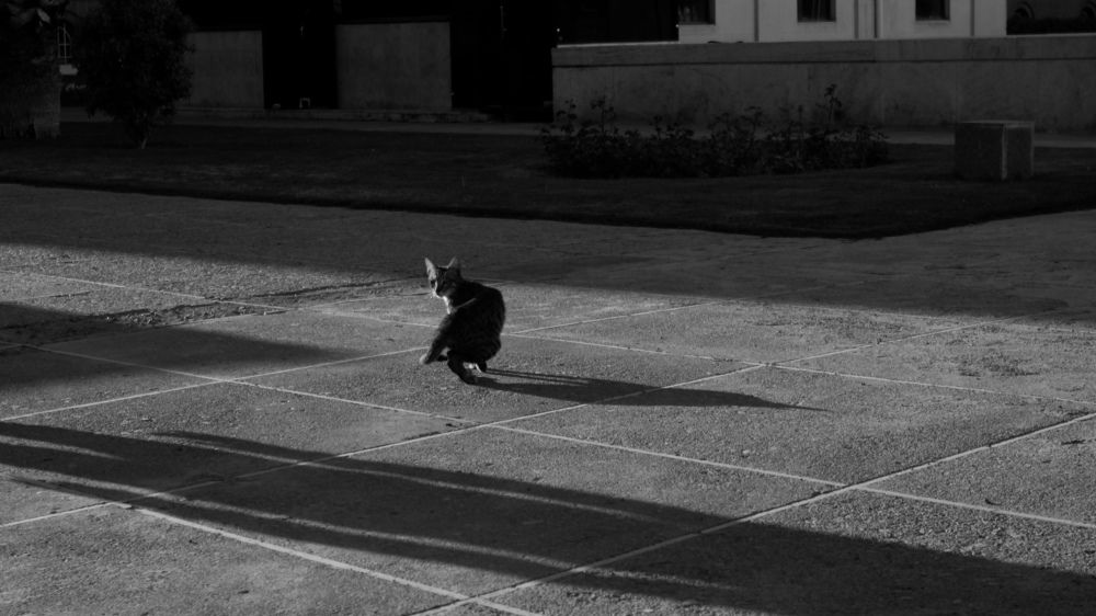 Фотография автора Faeze Eskandari