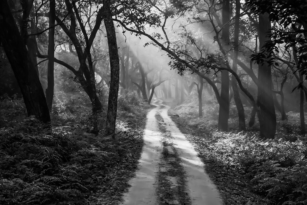 Photograph by Jyotirmay Yadav